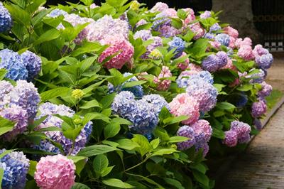 Hydrangea macrophyll